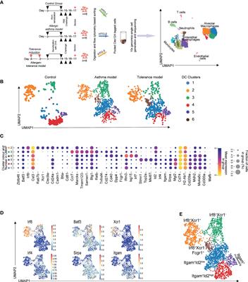 Single cell RNA sequencing reveals distinct clusters of Irf8-expressing pulmonary conventional dendritic cells